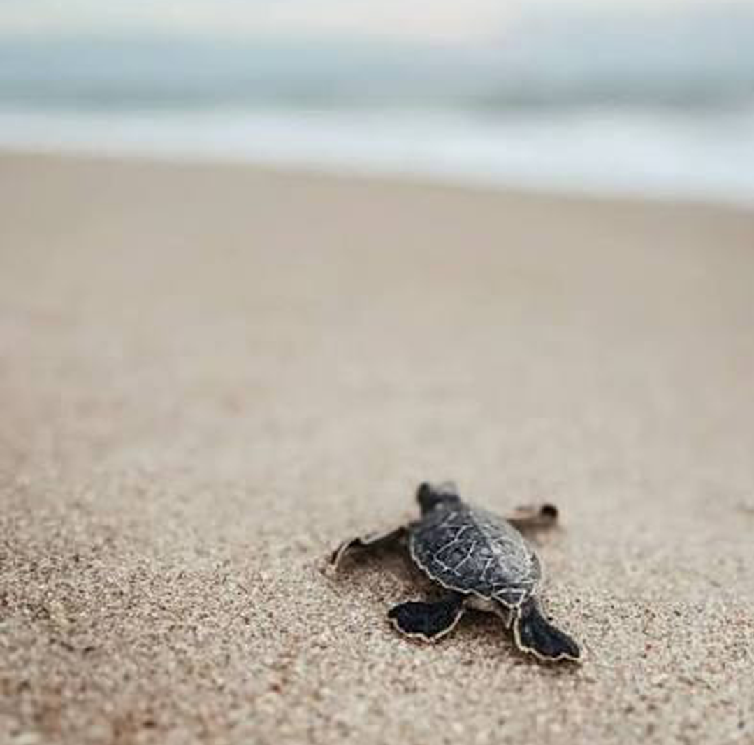 Caretta Carettaların İzinde İztuzu Plajı’na Doğru